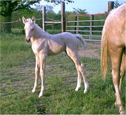 palomino fox trotting mare for sale