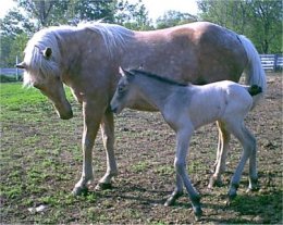 palomino foxtrotter mare for sale
