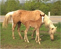palomino fox trotter mare for sale