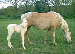 palimino foxtrotter mare for sale