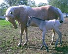 palomino mare, is an easy keeper, has never had a problem foaling, has big foals, milks like a cow, and is an excellent mother