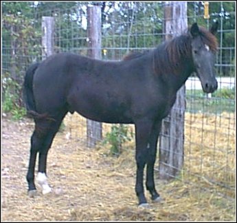 Black two year old stud for sale