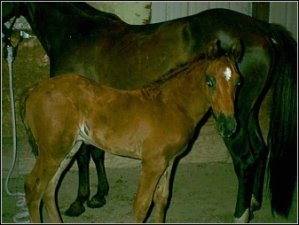 chestnut foxtrotter colt