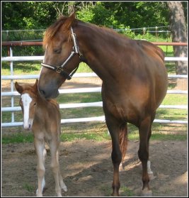 chestnut foxtrotter filly