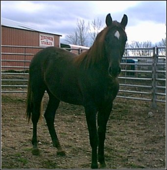 liver chestnut foxtrotter gelding