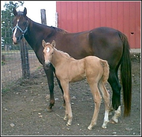 chestnut foxtrotter mare for sale