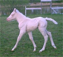 foxtrotter palomino mare for sale