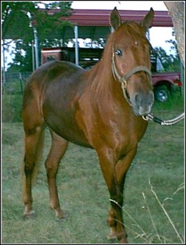 sorrel 2 year old mare