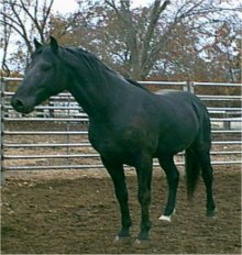 Ebony Perfection - photo #1